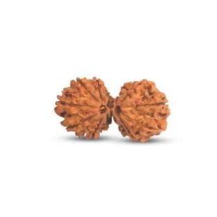 GAURI SHANKAR 14 Mukhi RUDRAKSHA Collector