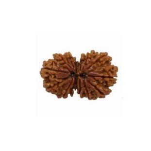 GAURI SHANKAR 14 Mukhi RUDRAKSHA Unique
