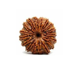 18 MUKHI RUDRAKSHA Unique