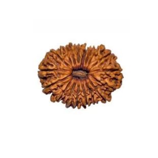 18 MUKHI RUDRAKSHA Premium
