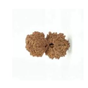 GAURI SHANKAR 15 Mukhi RUDRAKSHA Premium