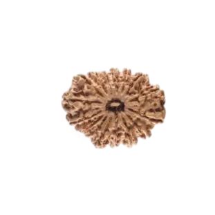 GAURI SHANKAR 16 Mukhi RUDRAKSHA Regular