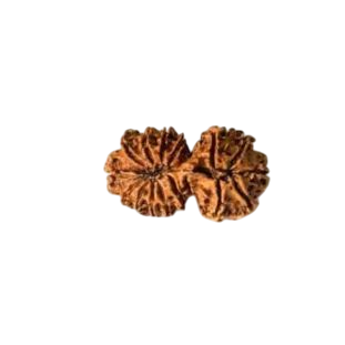 GAURI SHANKAR 16 Mukhi RUDRAKSHA Collector