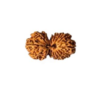 GAURI SHANKAR 16 Mukhi RUDRAKSHA Unique