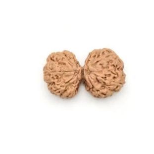 Gauri Shankar Ganesh Regular