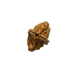 2 MUKHI North India (Himalaya) Unique