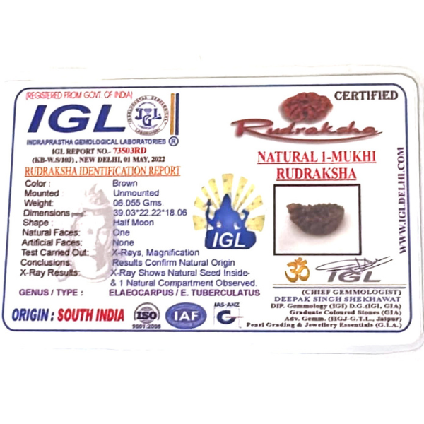 1 Mukhi Kaju Rudraksh (Collector) South Indian