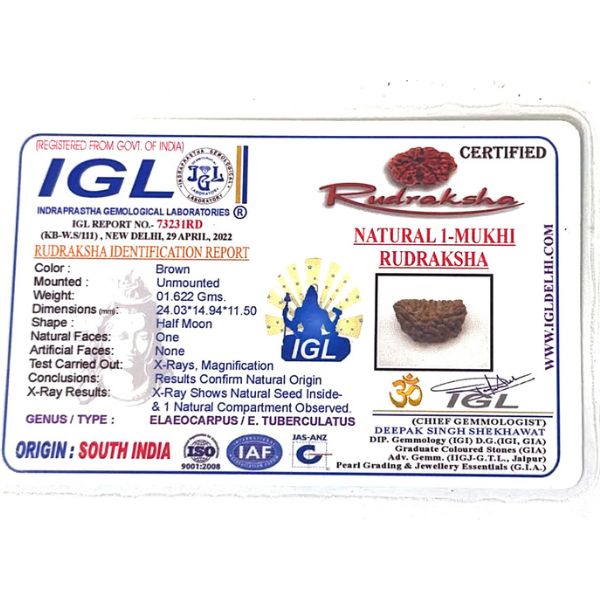 1 Mukhi Kaju Rudraksh (Regular) South Indian