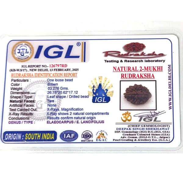 2 Mukhi Rudraksha South India Premium