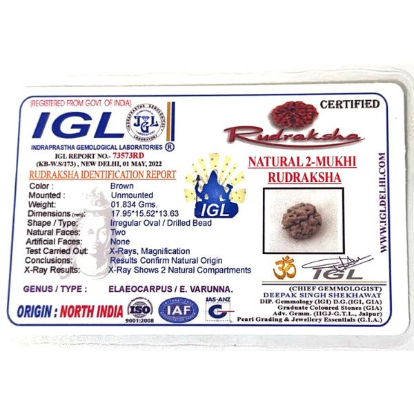2 Mukhi Rudraksha North India (Himalaya) Collector