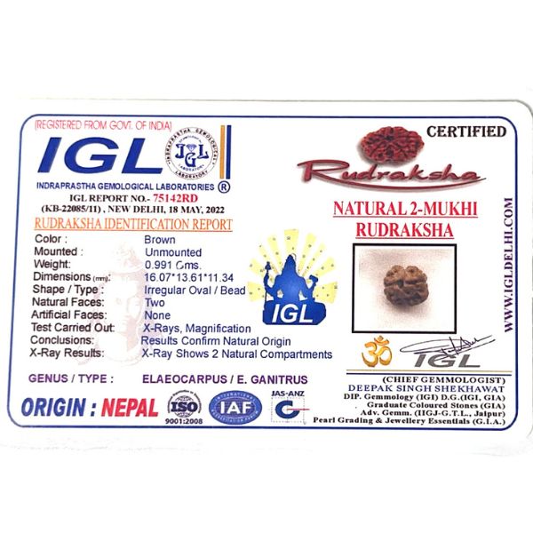 2 Mukhi Rudraksha Nepali Premium