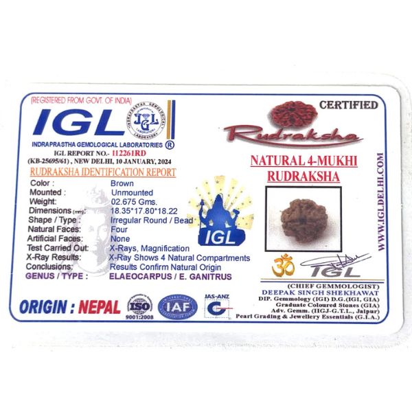 4 Mukhi Rudraksha Nepali Premium