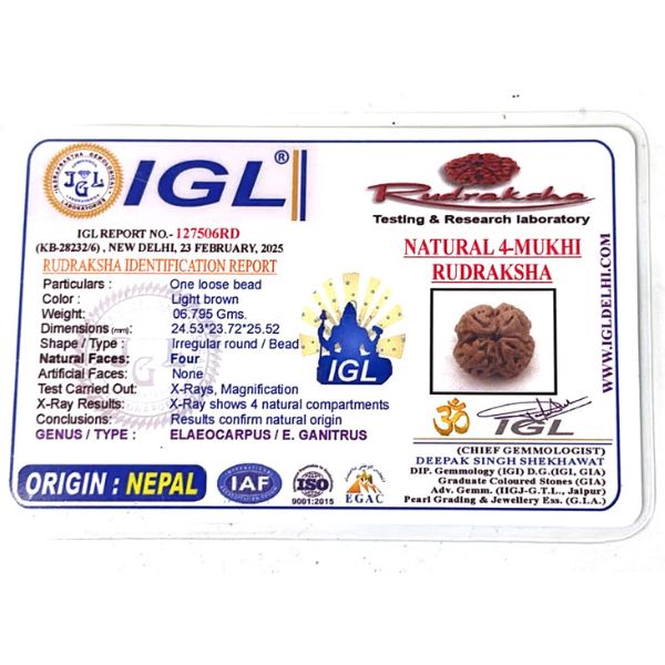 4 MUKHI RUDRAKSHA Nepali  Unique