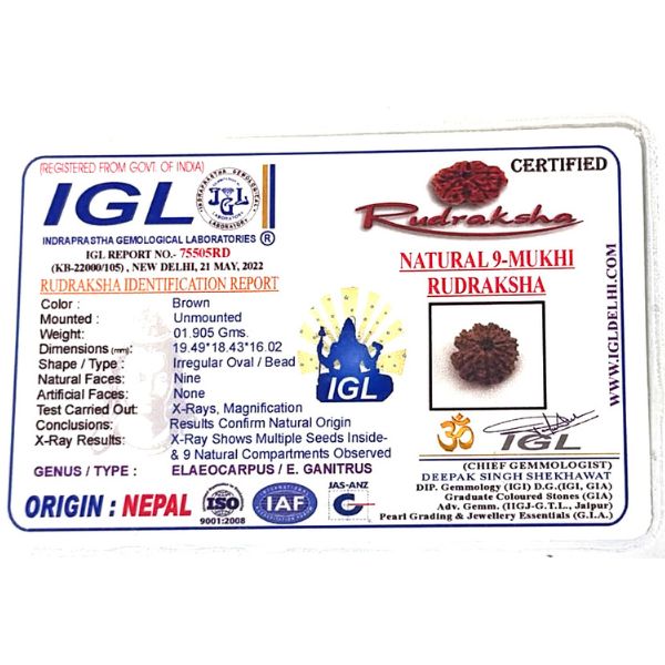 9 Mukhi Rudraksha Nepal Regular