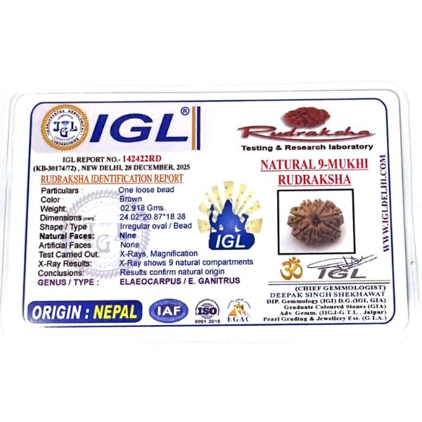 9 Mukhi Rudraksha Nepal Premium
