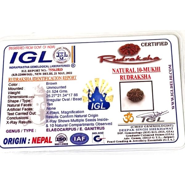 10 Mukhi Rudraksha Nepal Collector