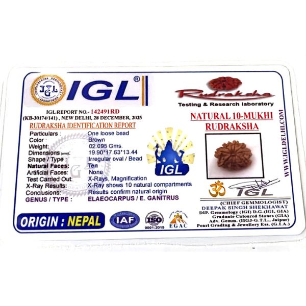 10 Mukhi Rudraksha Nepal Regular