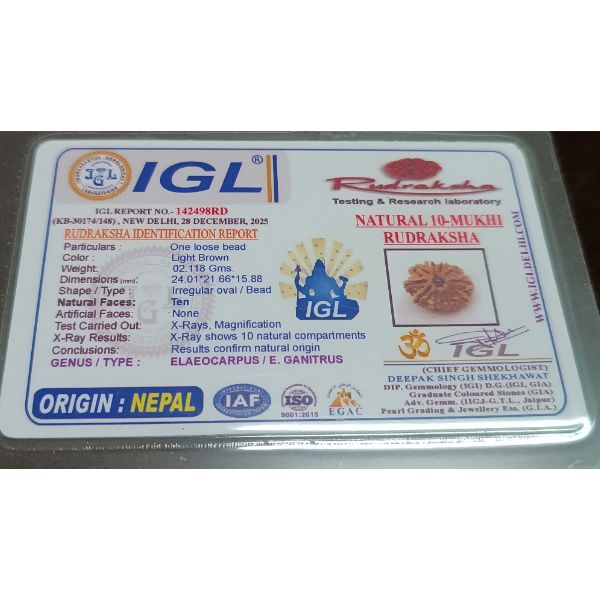 10 Mukhi Rudraksha Nepal Premium