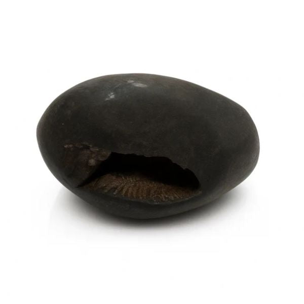 Natural Shaligram