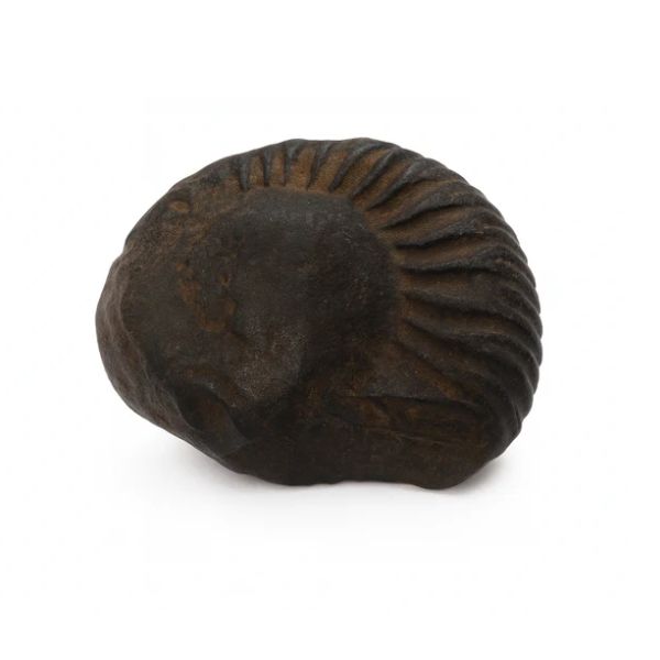 Natural Shaligram