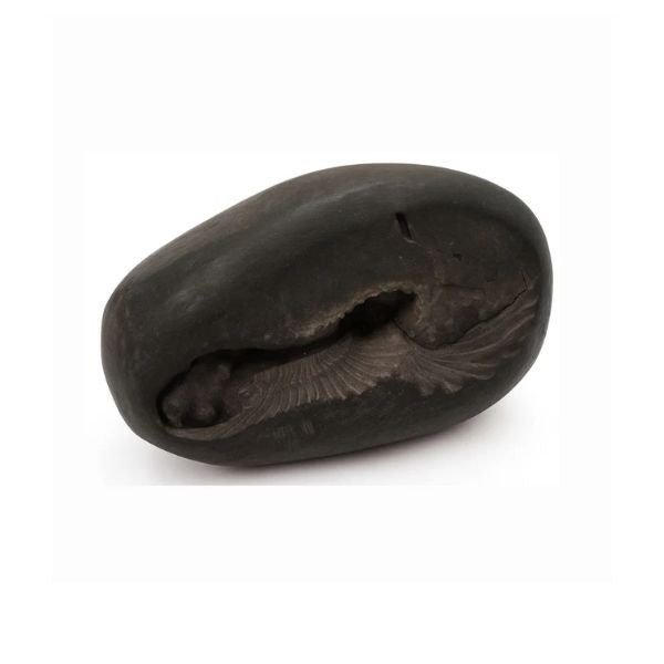 Natural Shaligram