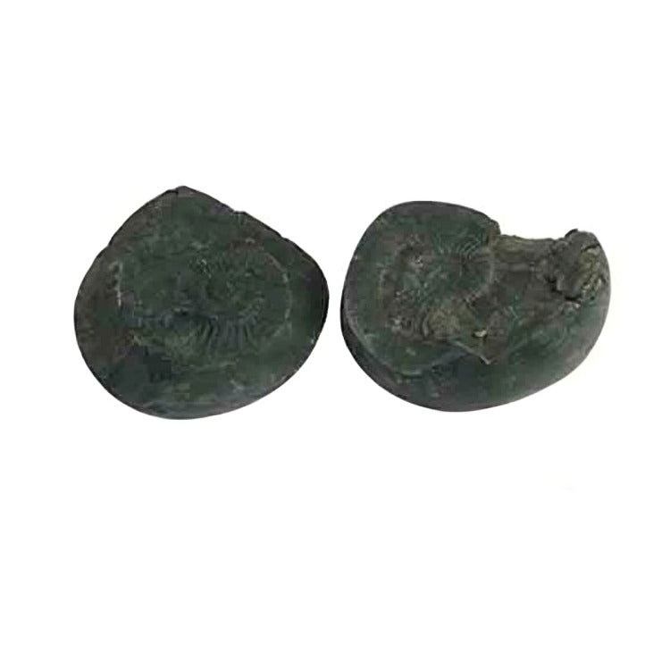 Natural Shaligram