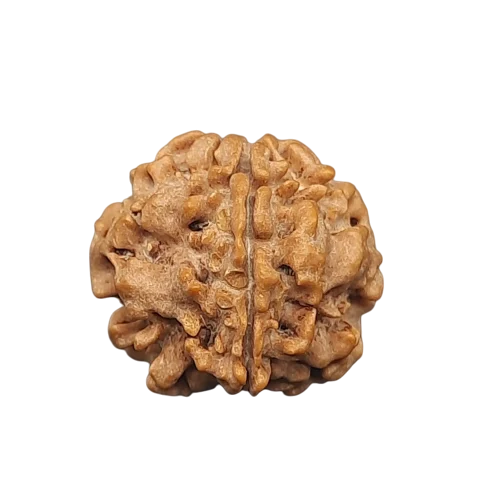 1 Mukhi Gol Nepali (Under Develop) Collector