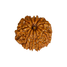 10 MUKHI RUDRAKSHA Premium