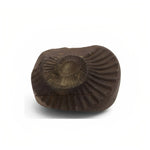 Shaligram