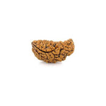 1 Mukhi Kaju Rudraksh (Collector) North Indian