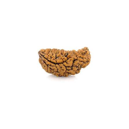 1 Mukhi Kaju Rudraksh (Collector) North Indian