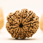 10 Mukhi Rudraksh (Collector) Indonesia