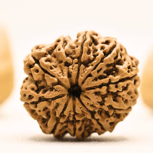 10 Mukhi Rudraksh (Collector) Indonesia