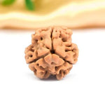3 Mukhi Rudraksh (Premium) Nepal