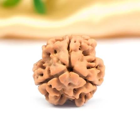 3 Mukhi Rudraksh (Premium) Nepal