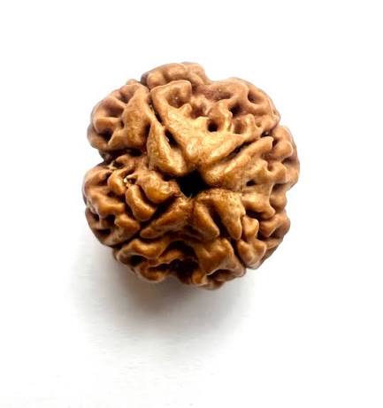 4 Mukhi Rudraksh (Premium) Indonesia