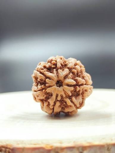 7 Mukhi Rudraksh (Regular) Nepal