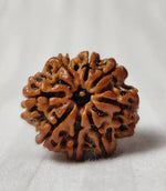 8 Mukhi Rudraksh (Unique) Nepal