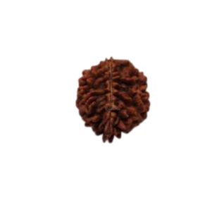 2 MUKHI North India (Himalaya) Collector