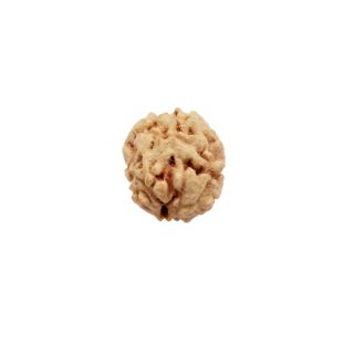 2 MUKHI North India (Himalaya) Regular