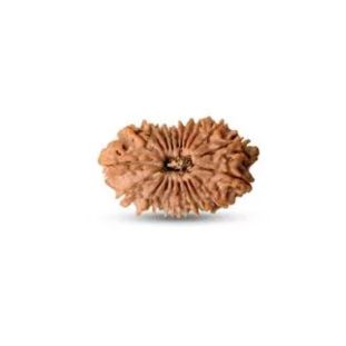 20 MUKHI RUDRAKSHA Regular