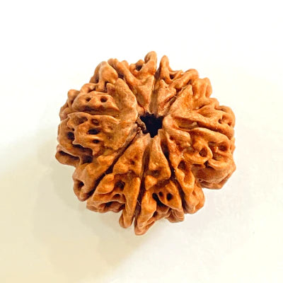 8 Mukhi Rudraksh (Premium) Nepal
