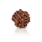 3 Mukhi Rudraksha Hybrid (Collector) Indonesia