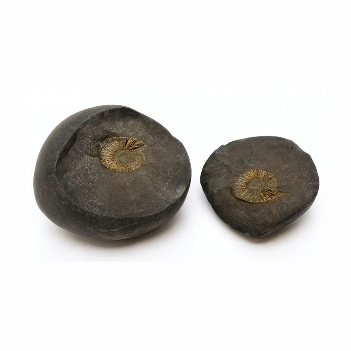 Natural Shaligram