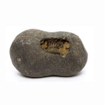 Natural Shaligram