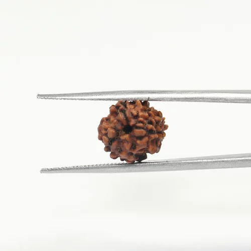3 Mukhi Rudraksha 1.729 cm...