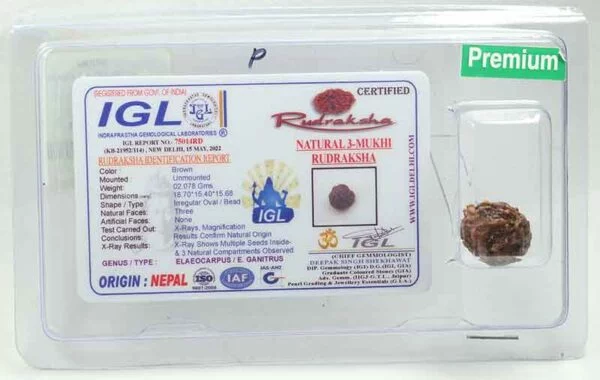 3 Mukhi Rudraksha 1.872 cm...