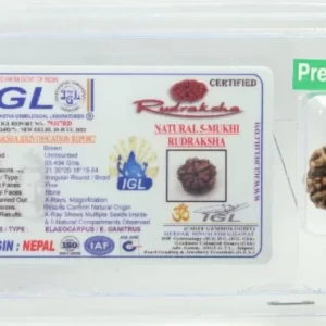 5 Mukhi Rudraksha 3.494 cm | Premium