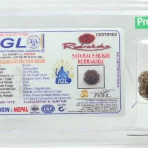 5 Mukhi Rudraksha 3.519 cm | Premium