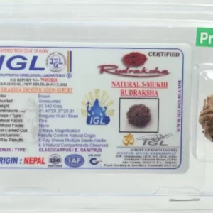 5 Mukhi Rudraksha 3.54 cm | Premium